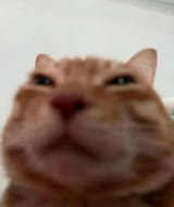 1753862433733235