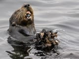 Sea-Otter-with-Mussels-2500