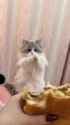 i can haz cheeseburger_thumb.jpg