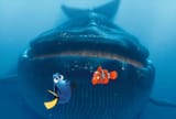 Whale whale whale