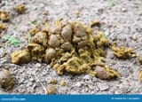 natural-fertilizer-pile-horse-manure-sandy-ground-fresh-smelly-droppings-ranch-small-152836155-295990457