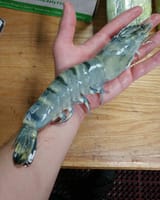 shrimp4