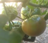 cherokee purples gettin ripe