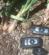 what kind have retard doesn&#039;t like SHALLOTS
