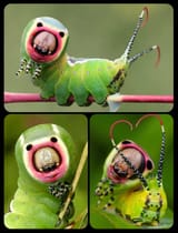 puss-moth-caterpillars-these-caterpillars-use-false-v0-b5vnm0dxpeqe1