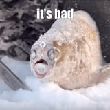 hows it going?