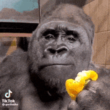 gorilla chewing
