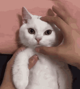 angy_cat