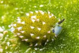 Leaf-sheep-in-a-salty-sea-1200x800[1]