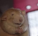 deceitful rat