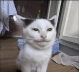 cate