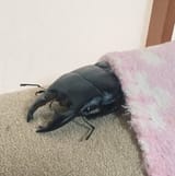 Sleeping Stag Beetle
