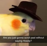 bird howdy