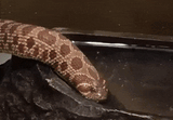 snake sippy