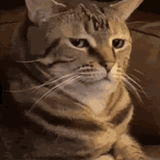cat-unamused