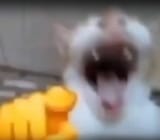 cat-laughing-4