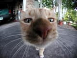 cat smelling fish