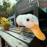 What the quack
