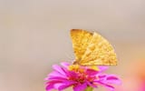 cornchip butterfly