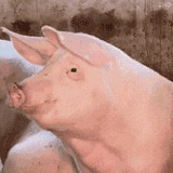 piggy