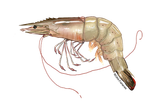 640x427-Shrimp-White-NOAAFisheries