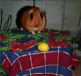 hampster