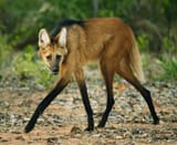 leggy boi