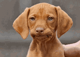 chien-perplexe