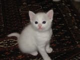 White_kitten