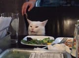 cat at table
