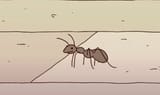 This ant