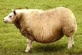 FatSheep