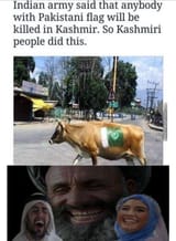 Pakistan Kashmir Cow