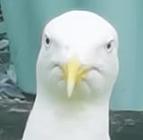 gtfo
