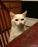 annoyedcat