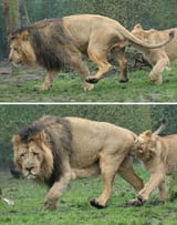 sad fucking lion