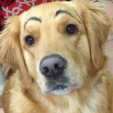 dog-eyebrows