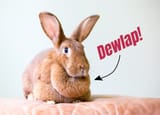 rabbit-dewlap-1[1]