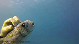 PufferPets