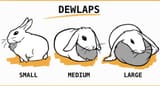 dewlap-SMALL-MEDIUM-LARGE-1024x555[1]