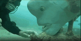 HammerFish