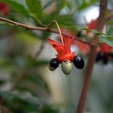 IMG_4246-Ochna_serrulata