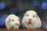 Dramatic hamster closeup