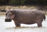 Portrait_Hippopotamus_in_the_water