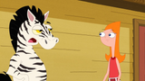 Candace and her heat stroke Zebra