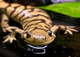 Ambystoma-tigrinum_1-1024x720