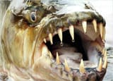 fish