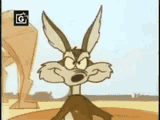 coyote