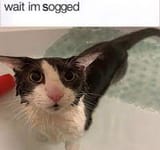 sogg