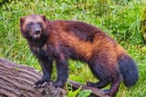240417_WOLVERINE